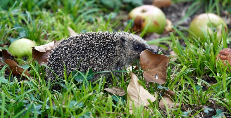 What Do Hedgehogs Eat