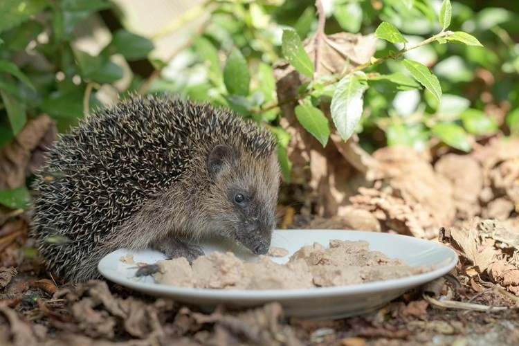 hedgehog eating catfood