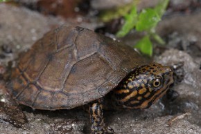 stripe necked musk turtle