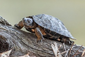 wood turtle