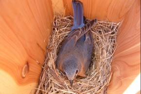 bluebird incubation
