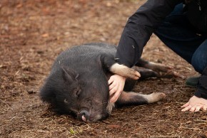 pig nudging you