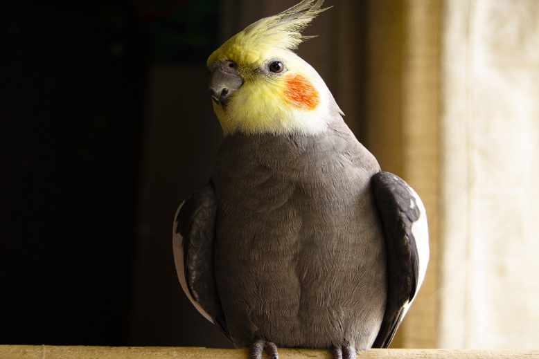 My cockatiel flew away will it come back