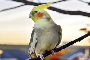 My cockatiel flew away will it come back