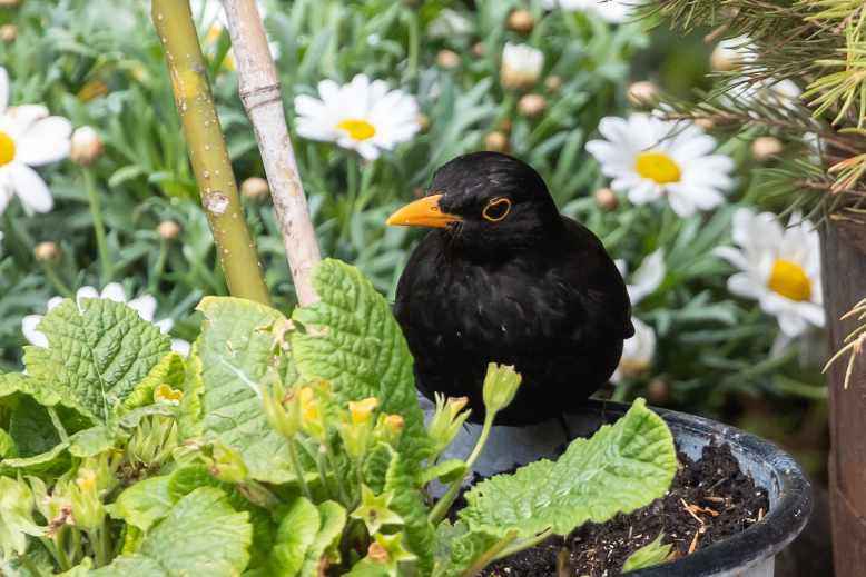 Why do blackbirds fledge on the ground