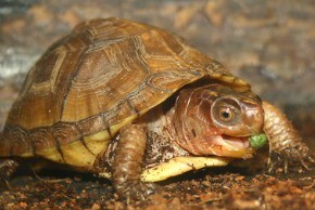 box turtle eating