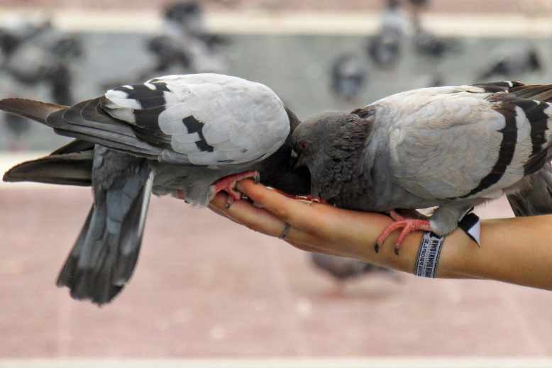 feeding blackbirds and pigeons