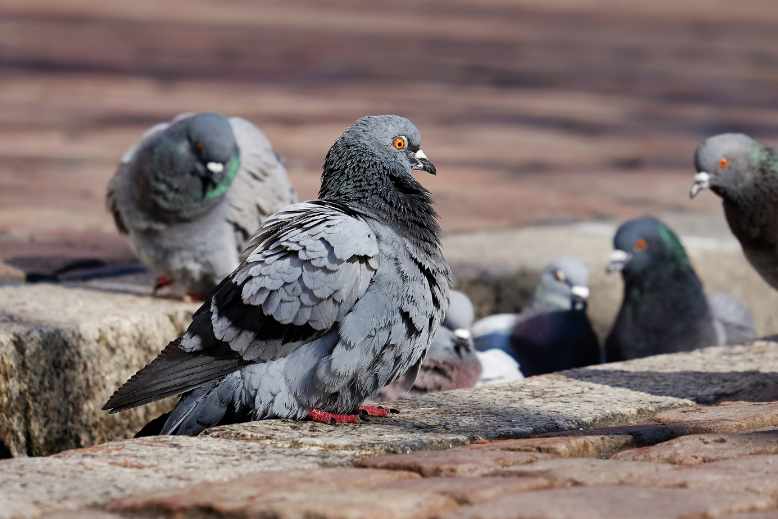 What do pigeons eat