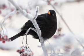Do Blackbirds use the same nest for each brood