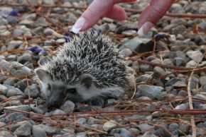 How to comfort a dying Hedgehog