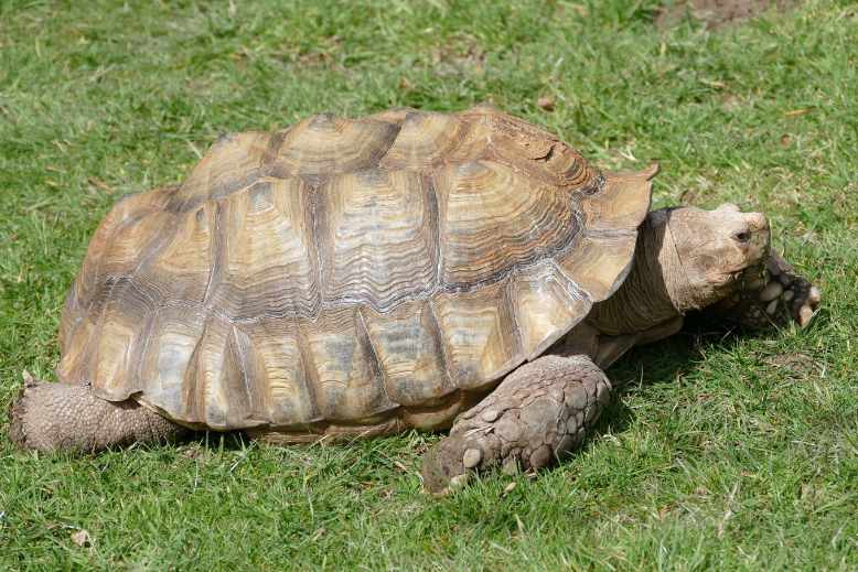 Is tortoise pyramiding life threatening