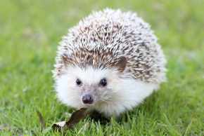 Signs of a healthy hedgehog