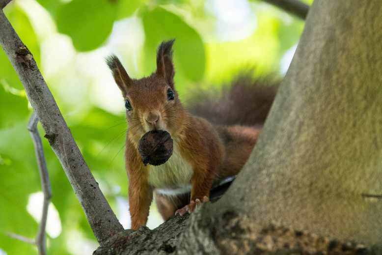 What is the best food for wild squirrels
