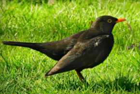 Why do black Birds migrate
