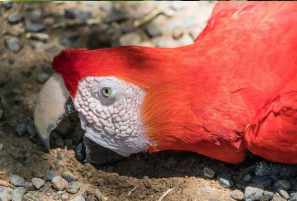 Will domestic parrots survive in the wild