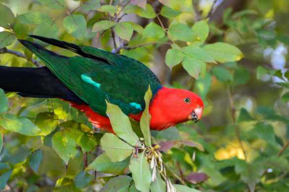 Can domestic parrots survive in the wild