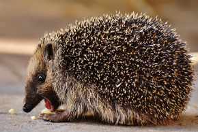 hedgehog weight loss