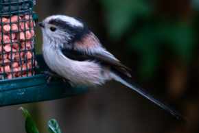 long tailed tit