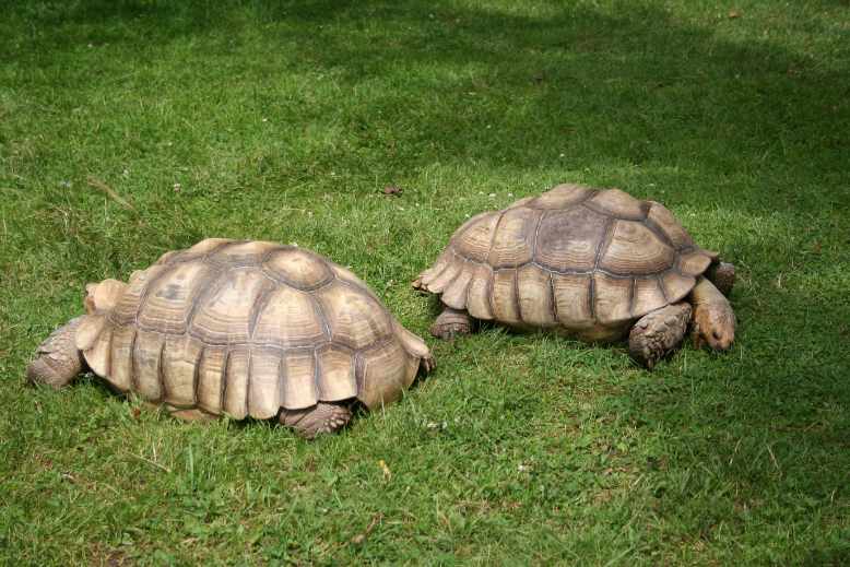 How to save a tortoise from boredom