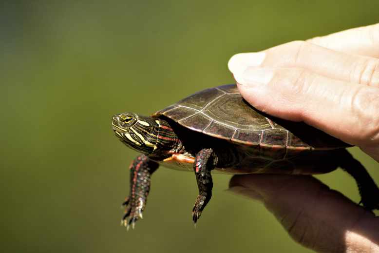 Can turtles feel when you touch their shell