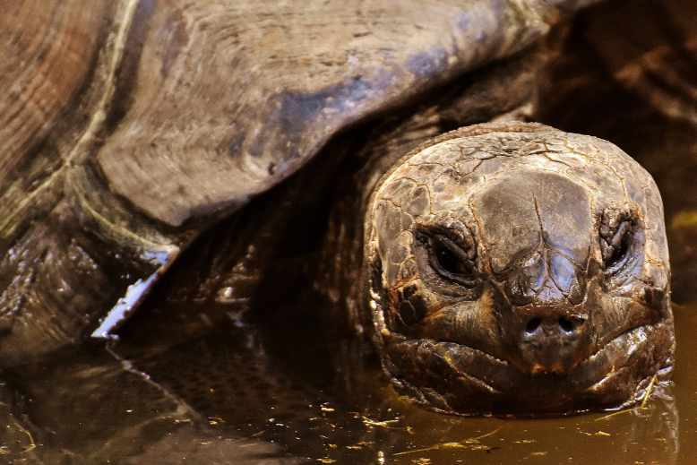 Do tortoises like water, is it safe