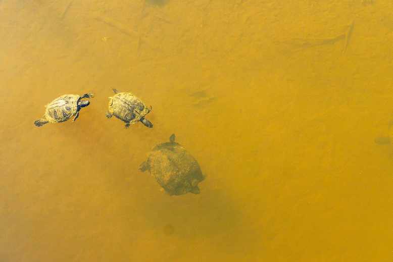 Turtles Drown