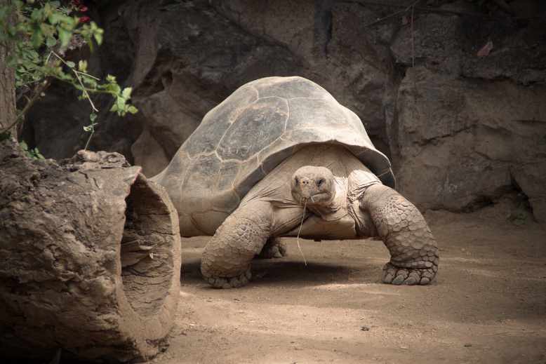do tortoises drink water