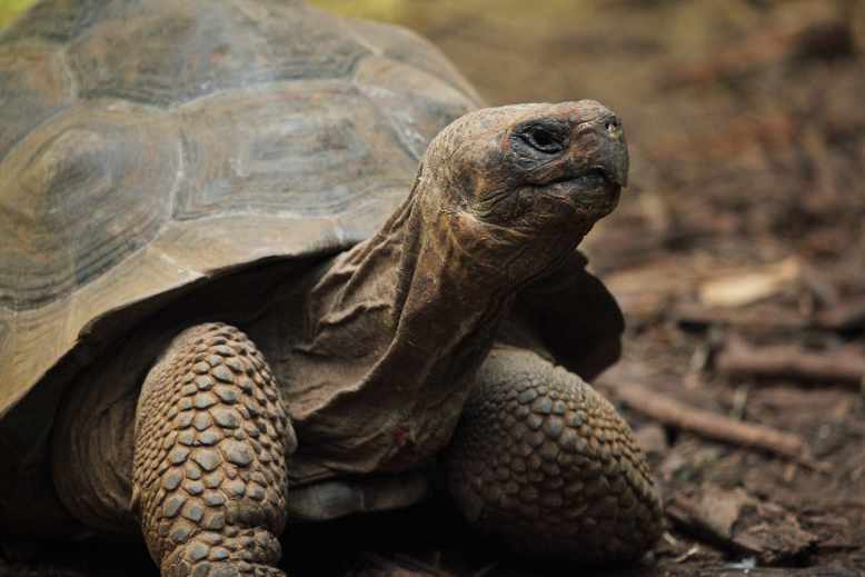 Can tortoises see in the dark