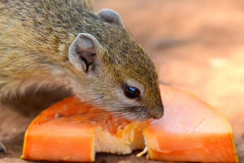 Do squirrels eat peaches