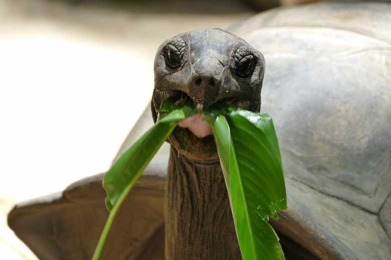 Do tortoises have eyelids