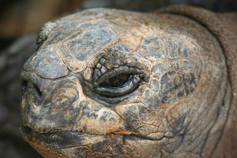 How does a tortoise's night vision work