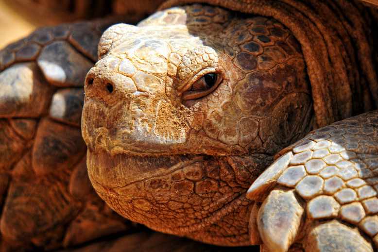 How well can a tortoise see