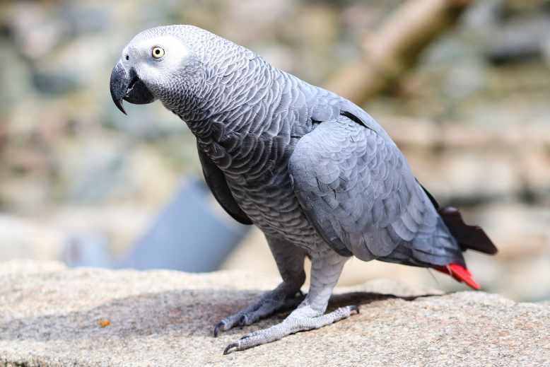 African grey exercise and routine