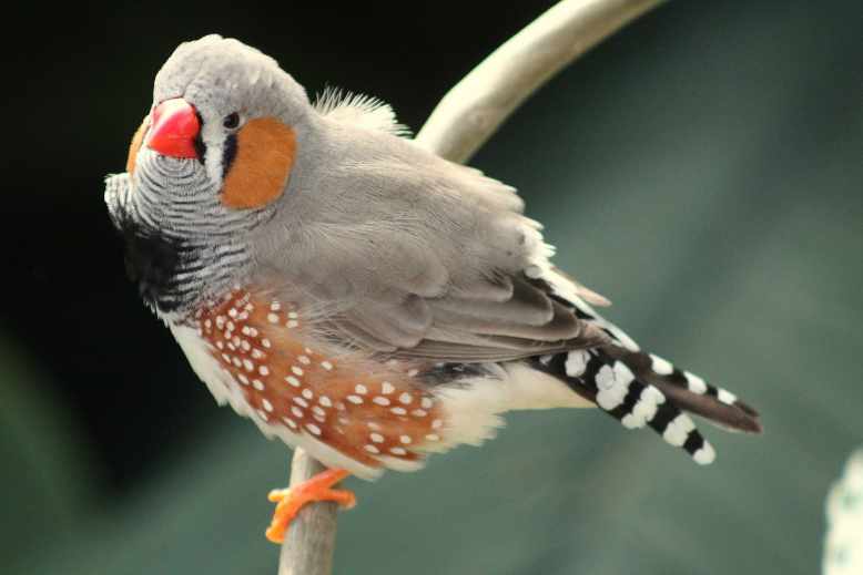 how long do finches live