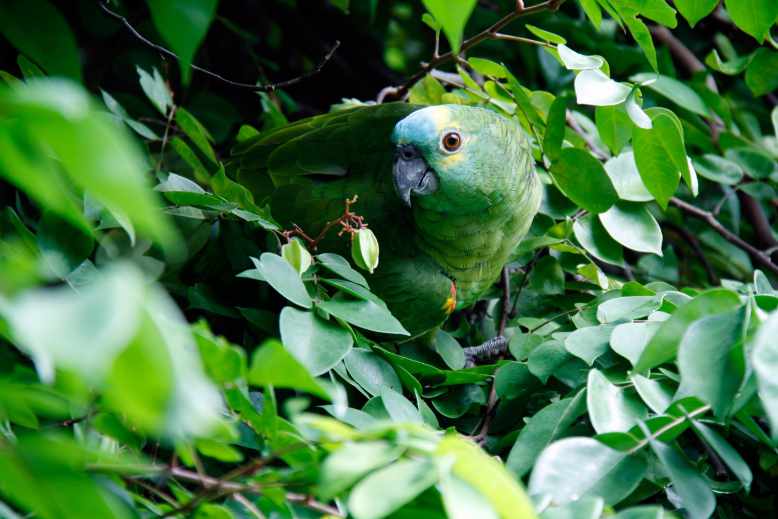can parrots eat lima beans