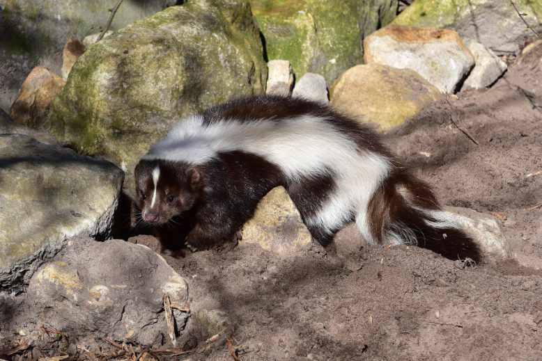 Can skunks climb brick walls
