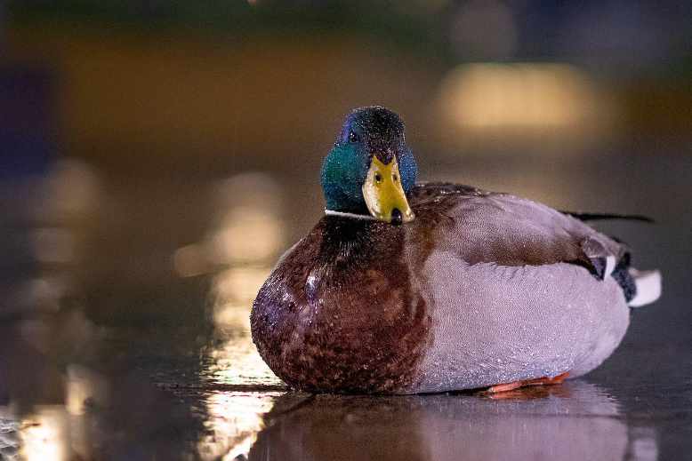 Can Ducks See In The Dark