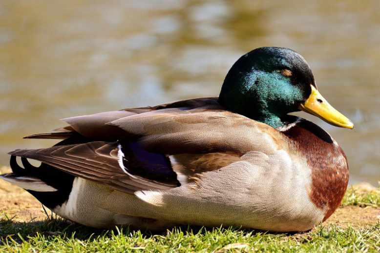 What time do ducks wake up