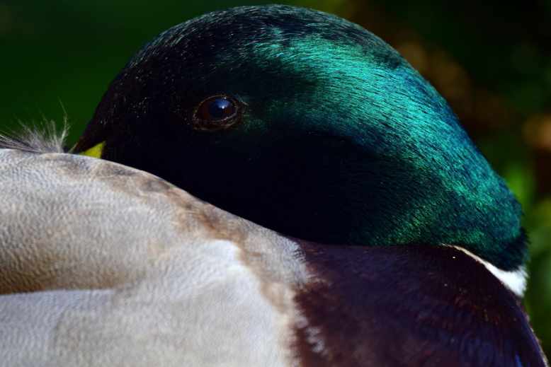 are ducks colourblind