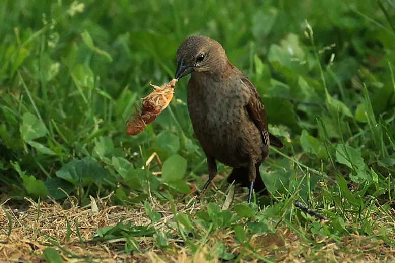 18 Birds that love to feast on cicadas