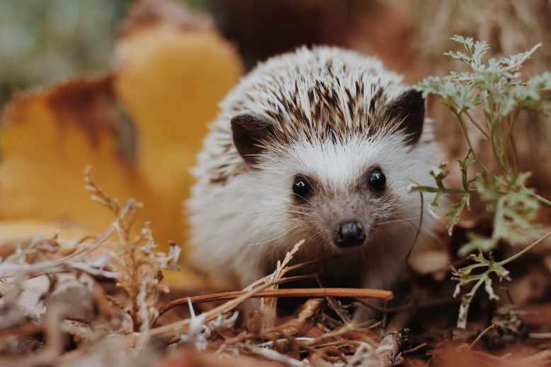 Are tomatoes toxic for hedgehogs