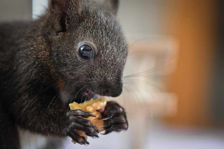 How Long Can A Baby Squirrel Go Without Eating