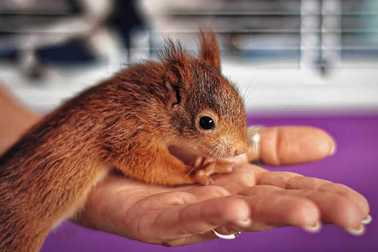 baby squirrel in palm of hand